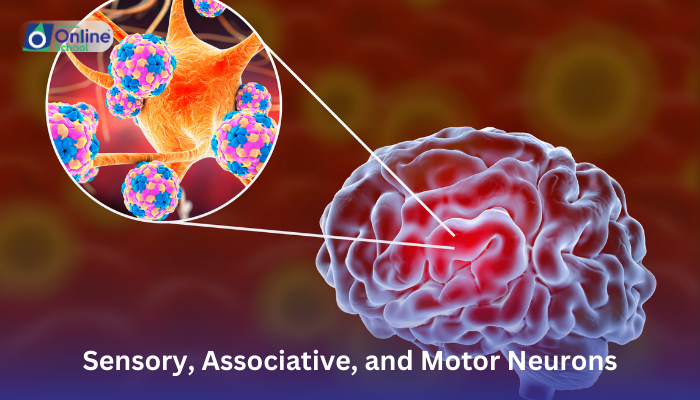 Lesson 05: Structure of Sensory, Associative, and Motor Neurons